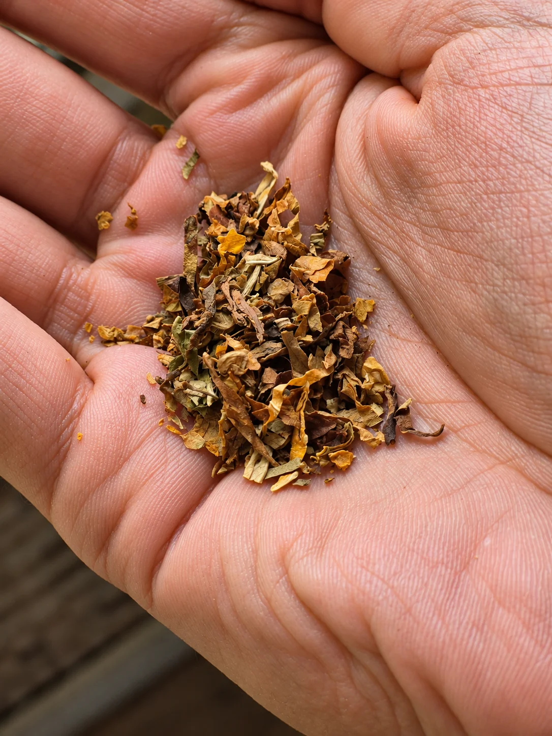 Mãos segurando fumo de corda selecionado para a produção dos palheiros