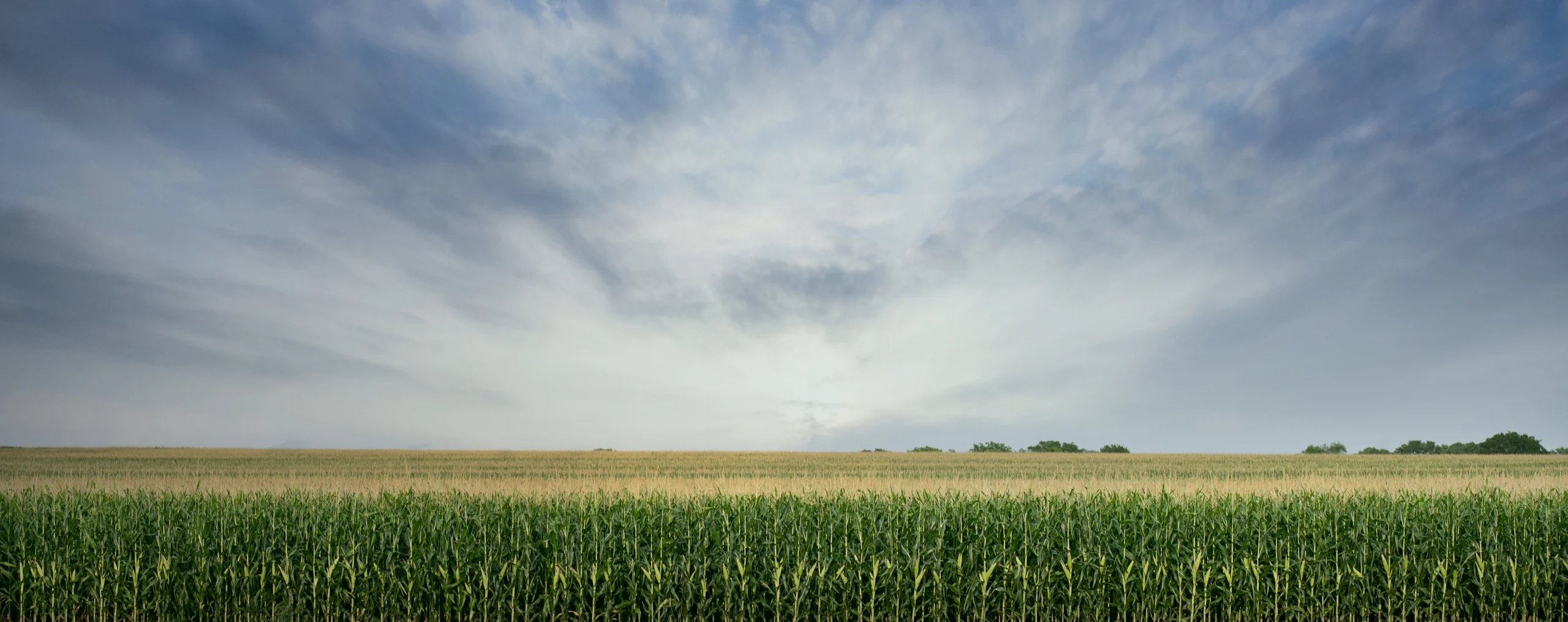 Produtor rural em pé no meio da plantação de milho ao pôr do sol